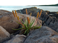 Plantago maritima juncoides