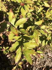 Vaccinioideae