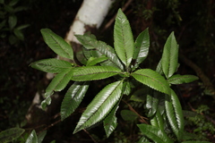 Caldcluvia paniculata