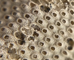 Cryptosula pallasiana