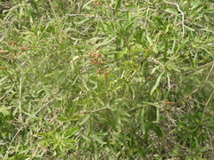 Schinus longifolia
