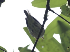 Phylloscopus borealis