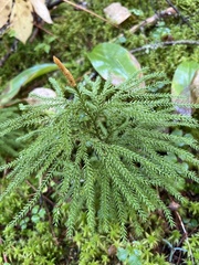 Dendrolycopodium dendroideum