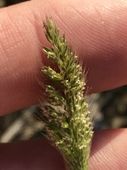 Polypogon interruptus