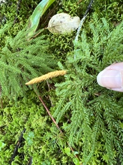 Dendrolycopodium dendroideum