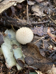 Lycoperdon echinatum