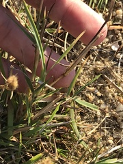 Polypogon interruptus