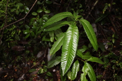 Caldcluvia paniculata