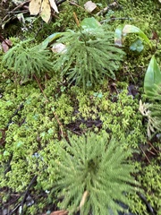 Dendrolycopodium dendroideum