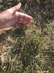 Polypogon interruptus