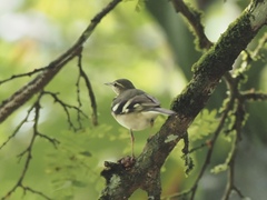 Dendronanthus indicus