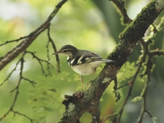 Dendronanthus indicus