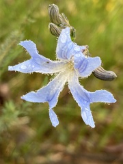 Lechenaultia biloba
