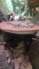 Ganoderma applanatum