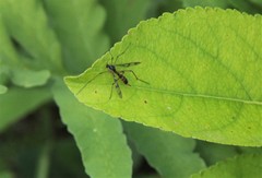 Ptychoptera quadrifasciata