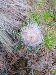 Cirsium nivale