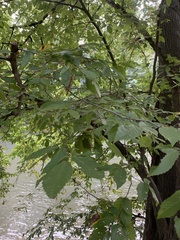 Carpinus caroliniana