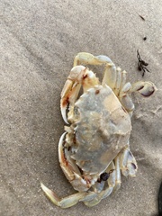 Ovalipes australiensis