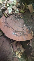 Ganoderma applanatum
