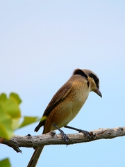 Lanius bucephalus