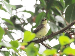 Ficedula zanthopygia