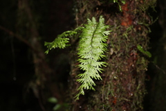 Hymenophyllum pectinatum