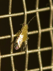 Monellia caryella