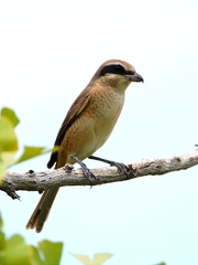 Lanius bucephalus