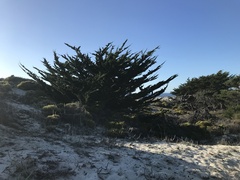 Cupressus macrocarpa