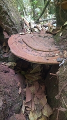 Ganoderma applanatum