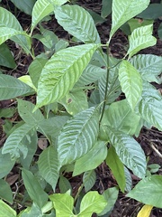 Psychotria nervosa