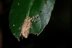 Spodoptera litura