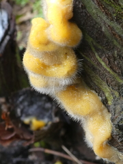 Fusicolla merismoides
