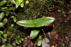 Eucryphia cordifolia