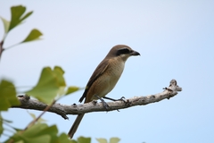 Lanius bucephalus