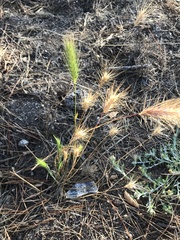 Hordeum murinum