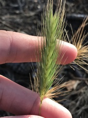 Hordeum murinum
