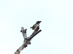 Psilopogon haemacephalus