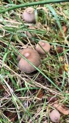 Panaeolus papilionaceus