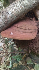 Ganoderma applanatum