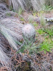 Cirsium nivale