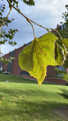 Platanus occidentalis
