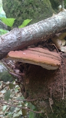 Ganoderma applanatum