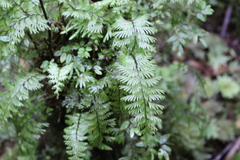 Hymenophyllum pectinatum