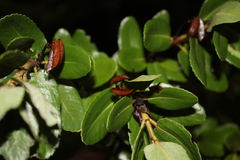 Eucryphia cordifolia