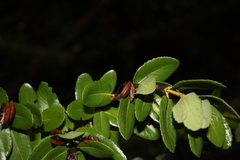 Eucryphia cordifolia
