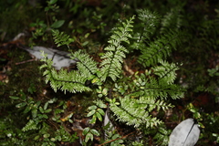 Hymenophyllum