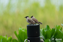 Pycnonotus aurigaster