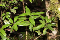 Caldcluvia paniculata