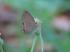 Satyrinae